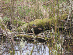 Phellinus igniarius image