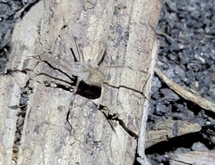 Bidentolophus bidens