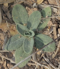 Amblyolepis setigera