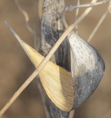 Funastrum