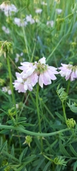 Securigera varia