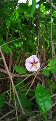 Lycianthes moziniana