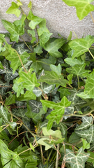 Hedera helix