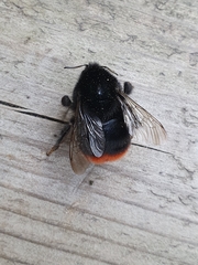 Bombus lapidarius