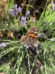 Vanessa cardui