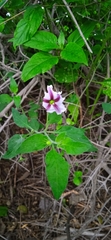 Lycianthes moziniana