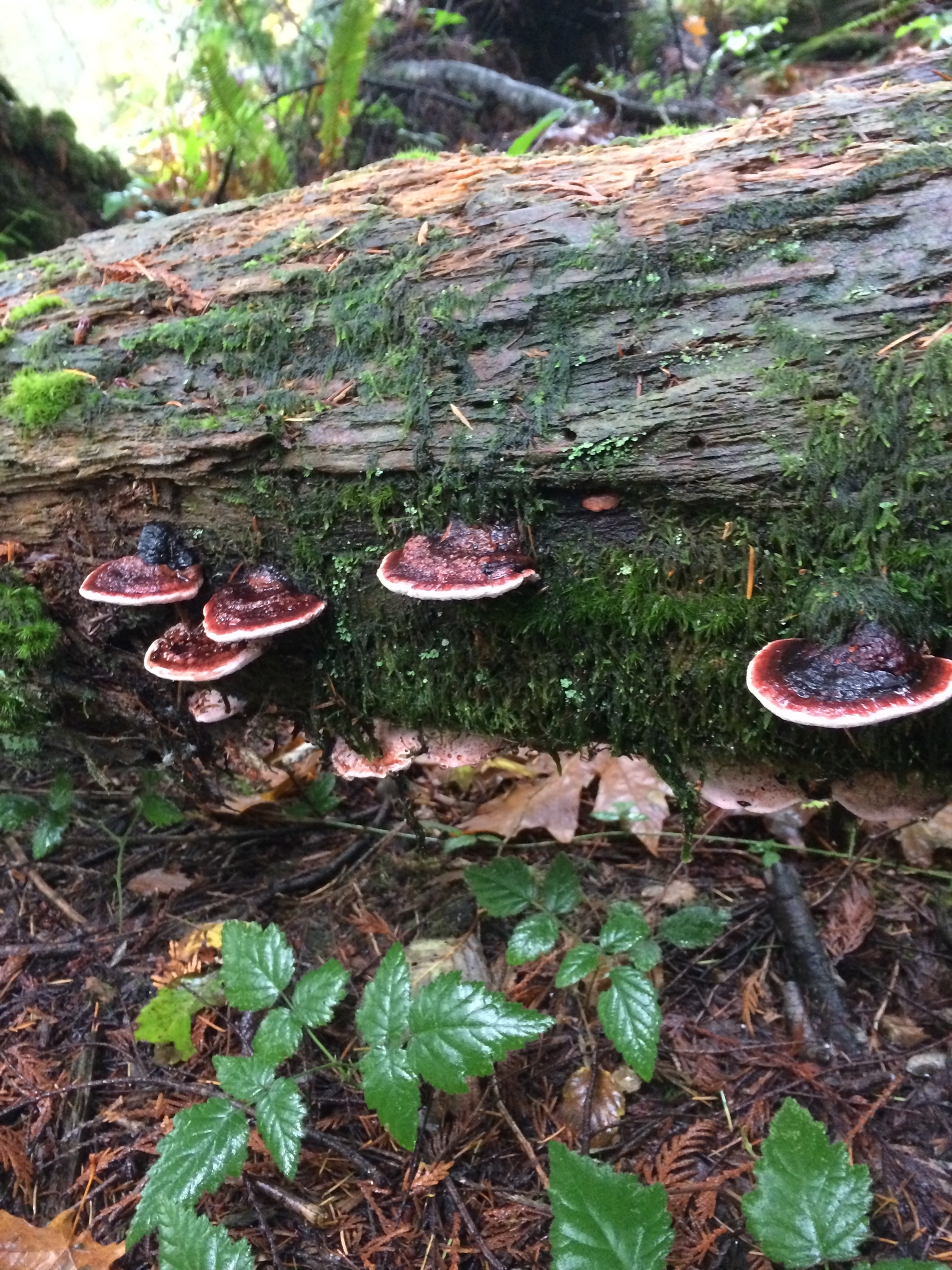Fomitopsis cajanderi image