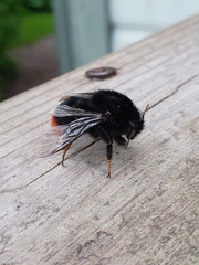 Bombus lapidarius
