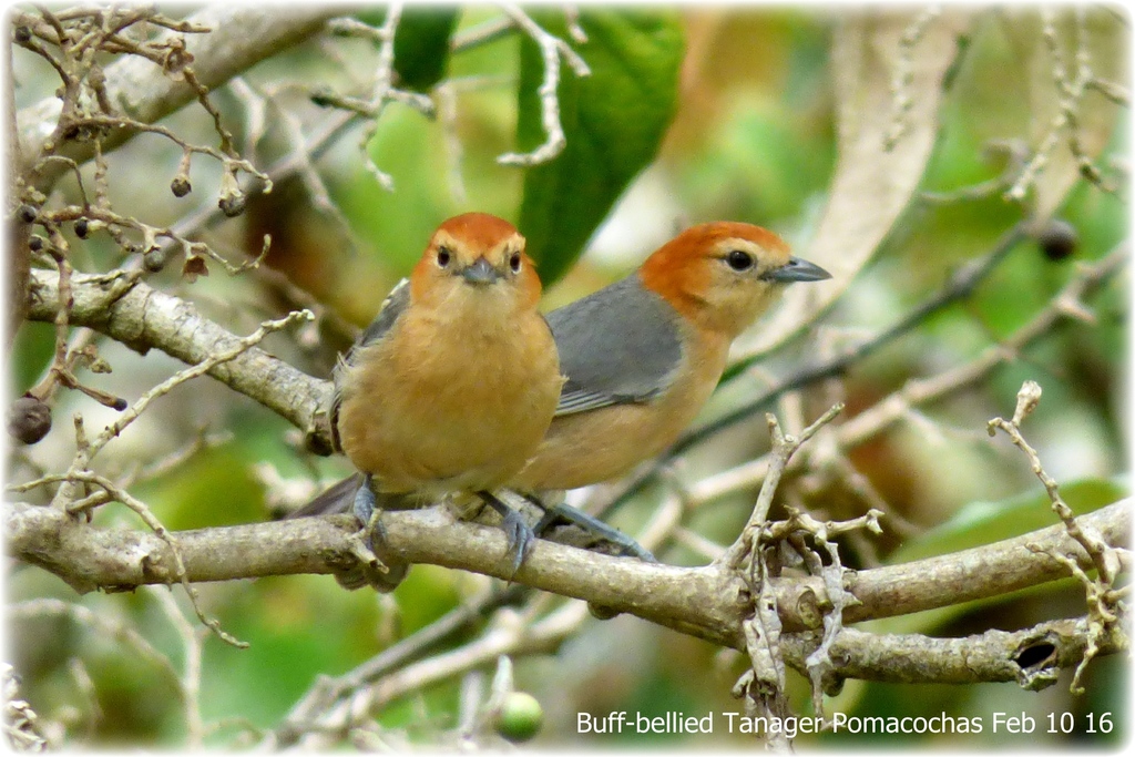 Buff-bellied Tanager photo