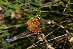 Vanessa cardui