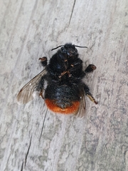 Bombus lapidarius