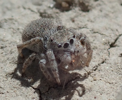 Attulus distinguendus