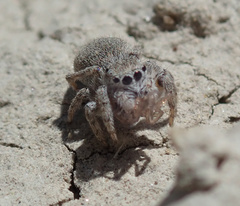 Attulus distinguendus