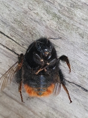 Bombus lapidarius