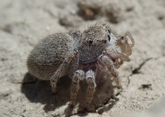 Attulus distinguendus