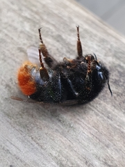 Bombus lapidarius