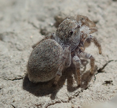 Attulus distinguendus