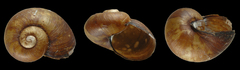 Paryphantopsis ubwamensis image