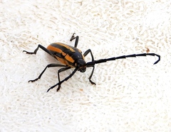 Sphaenothecus trilineatus