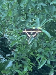 Heraclides cresphontes