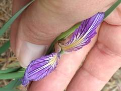 Iris hartwegii australis