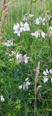 Securigera varia