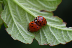 Harmonia axyridis