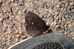 Erebia embla