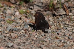 Erebia embla