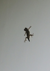 Gekko japonicus