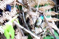 Loddigesia mirabilis