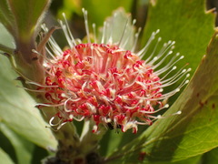 Leucospermum winteri