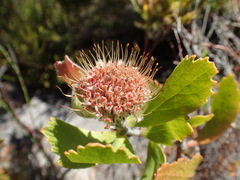 Leucospermum winteri