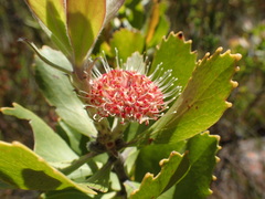Leucospermum winteri