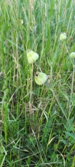 Silene latifolia