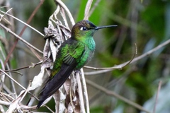 Heliodoxa leadbeateri