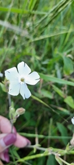 Silene latifolia