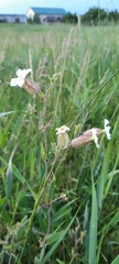 Silene latifolia