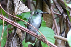 Elliotomyia chionogaster