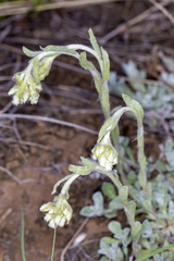 Antennaria microphylla