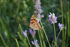 Vanessa cardui
