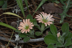Silene salmonacea