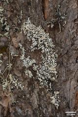 Hypogymnia occidentalis