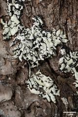 Hypogymnia occidentalis