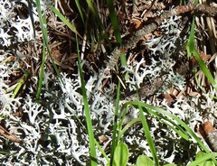 Pseudevernia furfuracea