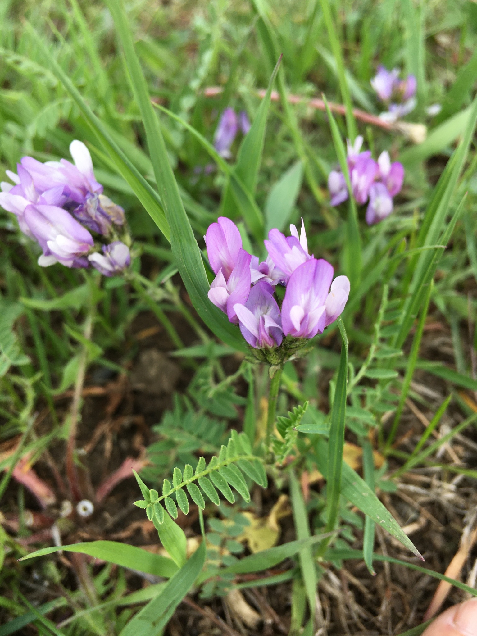 Astragalus agrestis