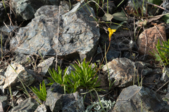 Erythranthe linearifolia
