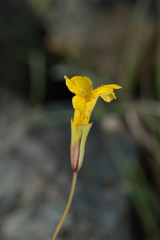Erythranthe linearifolia
