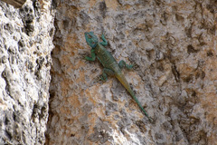 Acanthocercus gregorii