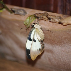 Papilio dardanus meriones